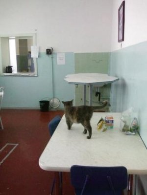 Городской перинатальный центр (Роддом №3)                             Россия ,                                                                            Чебоксары
                            ,                        