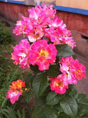 Детский сад №1 комбинированного вида                             Россия ,                                                                            Краснодар
                            ,                        