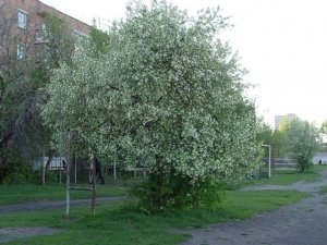 Средняя общеобразовательная школа №26                             Россия ,                                                                            Курган
                            ,                        