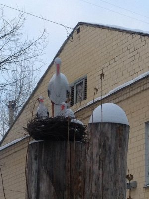 Остров Сокровищ                             Россия ,                                                                            Москва
                            ,                        