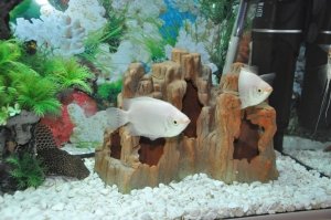 Талантики                             Россия ,                                                                            Нижневартовск
                            ,                        