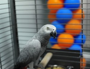 Бимбо                             Россия ,                                                                            Новосибирск
                            ,                        