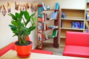 Британия                             Россия ,                                                                            Пермь
                            ,                        