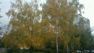 Радиант                             Россия ,                                                                            Тольятти
                            ,                        