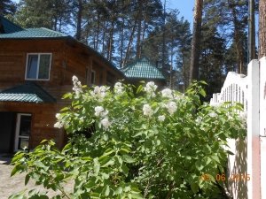 Ангелочки                             Россия ,                                                                            Томск
                            ,                        