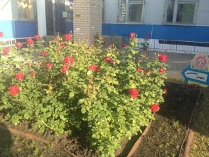 Детский сад №378. &laquo;Цветик-семицветик&raquo;                             Россия ,                                                                            Челябинск
                            ,                        