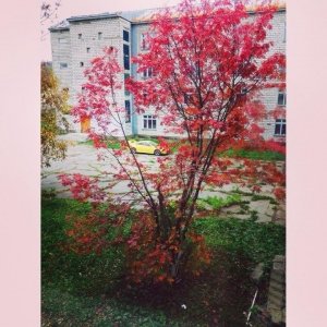 Средняя общеобразовательная школа №31                             Россия ,                                                                            Южно-Сахалинск
                            ,                        