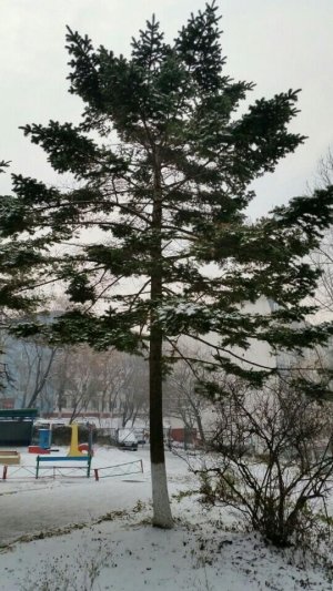 Детский сад №173 общеразвивающего вида                             Россия ,                                                                            Владивосток
                            ,                        