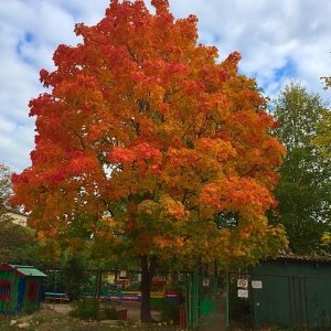 Детский сад №92. &laquo;Ивушка&raquo;                             Россия ,                                                                            Вологда
                            ,                        