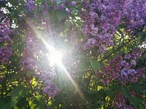 Солнечный зайчик                             Украина ,                                                                            Днепропетровск (Днепр)
                            ,                        