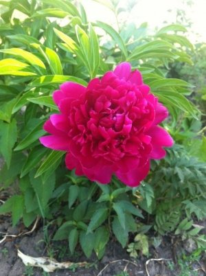 Белочка                             Украина ,                                                                            Днепропетровск (Днепр)
                            ,                        