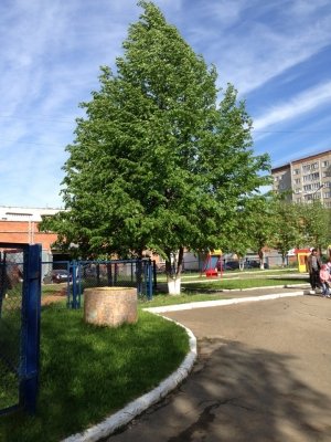 Детский сад №270                             Россия ,                                                                            Ижевск
                            ,                        