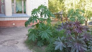 Детский сад №401 комбинированного вида                             Россия ,                                                                            Казань
                            ,                        